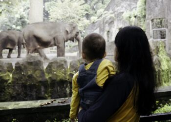 Zoológico: saiba como passear em segurança e respeitar os animais