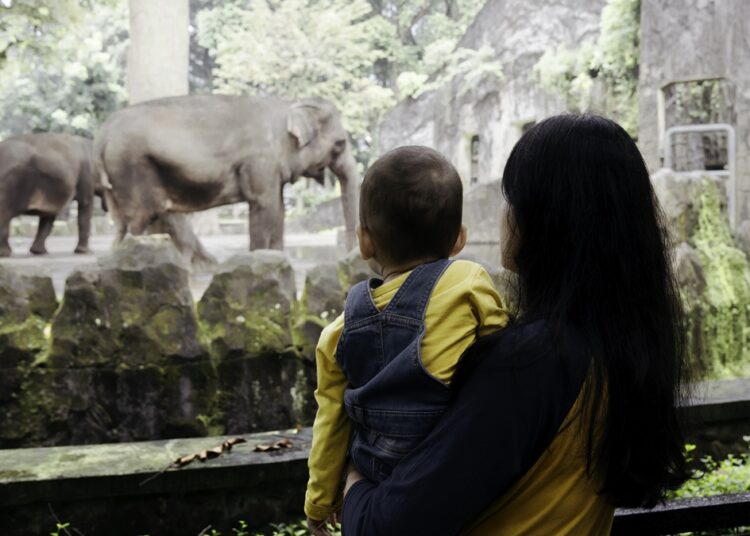 Zoológico: saiba como passear em segurança e respeitar os animais