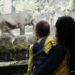 Zoológico: saiba como passear em segurança e respeitar os animais