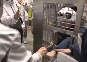 Adeus pandas, olá humanos: a atração mais inusitada de parque no Japão