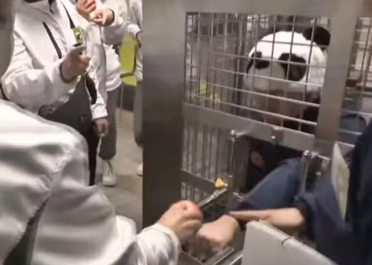 Adeus pandas, olá humanos: a atração mais inusitada de parque no Japão