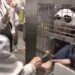 Adeus pandas, olá humanos: a atração mais inusitada de parque no Japão