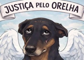 Além do Cão Orelha: SC tem 14 casos de pets vítimas de maus-tratos por dia