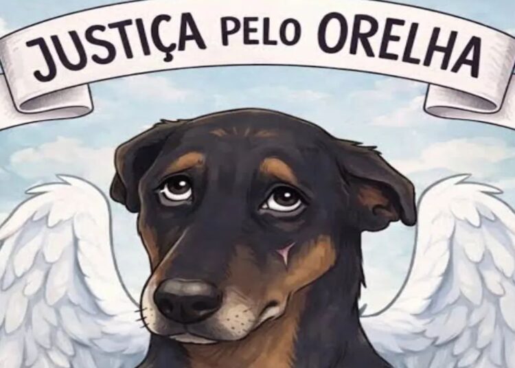 Além do Cão Orelha: SC tem 14 casos de pets vítimas de maus-tratos por dia