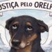 Além do Cão Orelha: SC tem 14 casos de pets vítimas de maus-tratos por dia