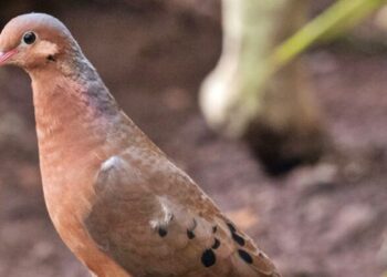 Após mais de 50 anos de extinção, ave dá à luz filhotes em zoológico