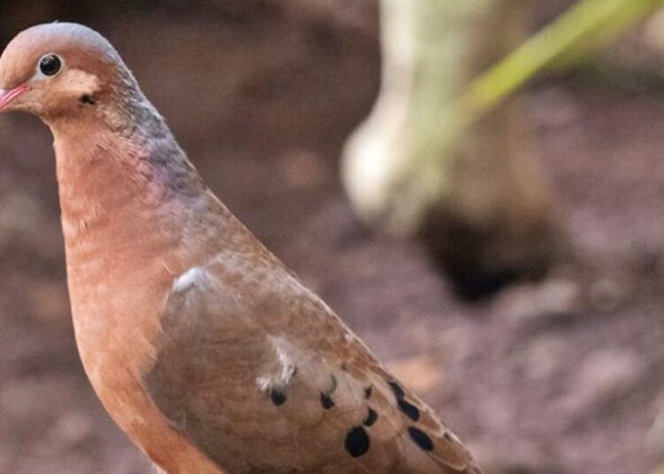 Após mais de 50 anos de extinção, ave dá à luz filhotes em zoológico