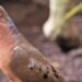 Após mais de 50 anos de extinção, ave dá à luz filhotes em zoológico