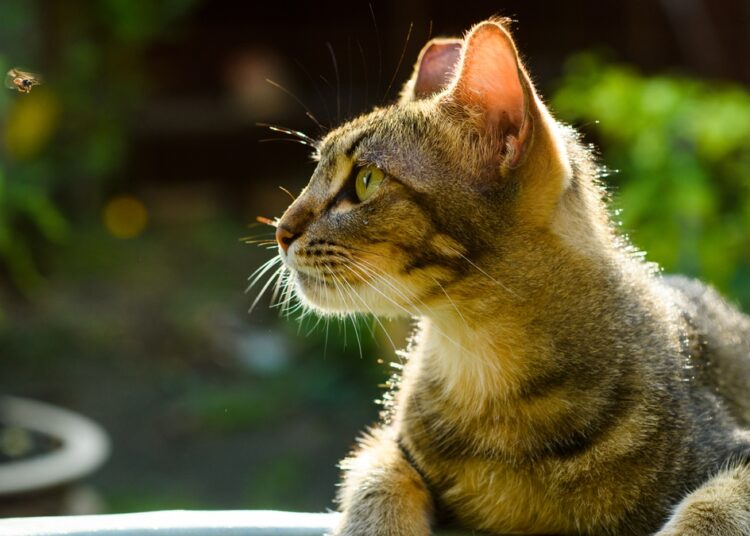 Ataque de abelhas: saiba prevenir e o que fazer se seu pet for picado