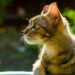 Ataque de abelhas: saiba prevenir e o que fazer se seu pet for picado
