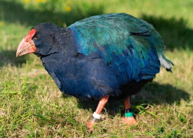 Ave rara, considerada extinta há mais de um século, é redescoberta