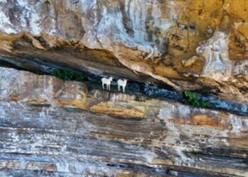 Bahia: cabras viveram mais de 200 anos em isolamento e sem água doce