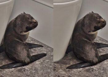 Bebê foca foge pela 4° vez e invade bar na Nova Zelândia