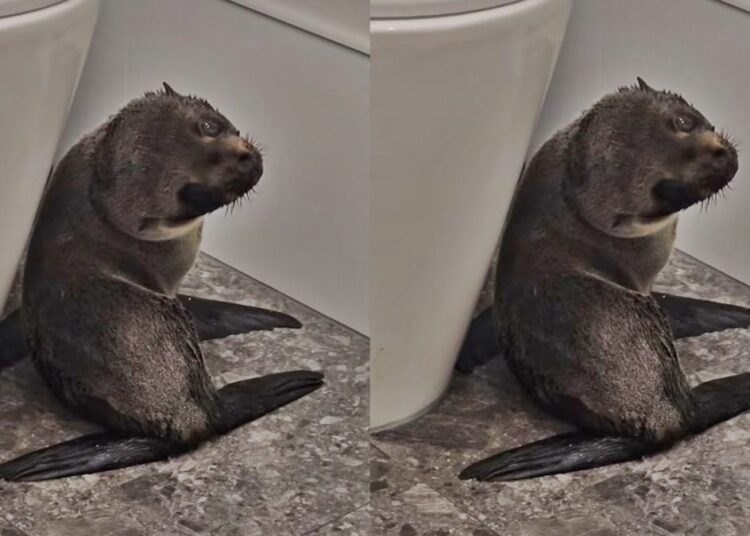 Bebê foca foge pela 4° vez e invade bar na Nova Zelândia