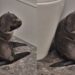 Bebê foca foge pela 4° vez e invade bar na Nova Zelândia