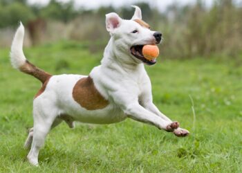 Bolinhas: por que os cães são tão apaixonados pelo brinquedo?