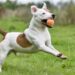 Bolinhas: por que os cães são tão apaixonados pelo brinquedo?