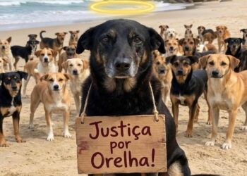 Brasília, RJ e SP terão manifestações cobrando justiça pelo cão Orelha