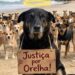 Brasília, RJ e SP terão manifestações cobrando justiça pelo cão Orelha