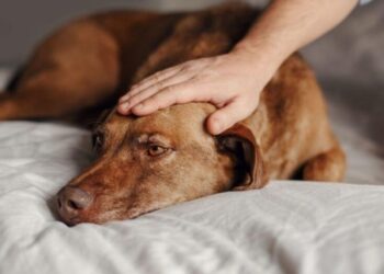 Cachorro com febre: como identificar e agir rápido
