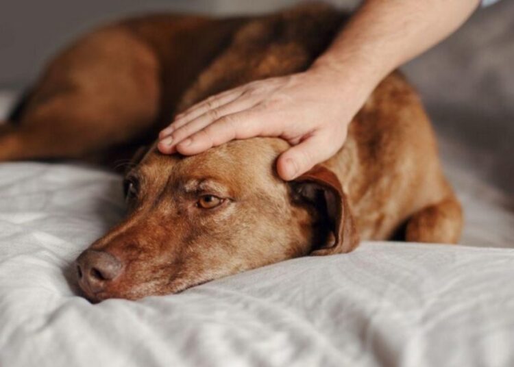 Cachorro com febre: como identificar e agir rápido