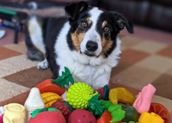 Cachorro pode comer ovo? Veja o que é seguro ou não para o pet