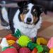 Cachorro pode comer ovo? Veja o que é seguro ou não para o pet