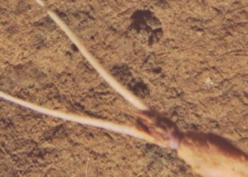 Cientistas flagram calamar camuflado a 4.100 metros de profundidade
