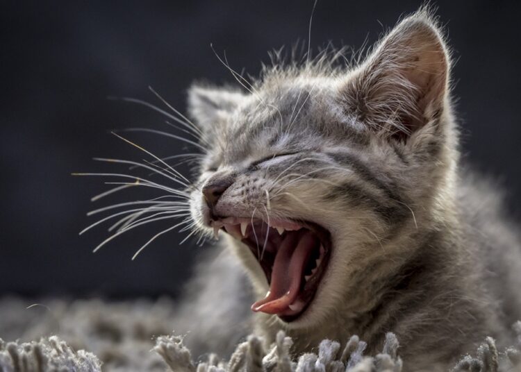 Convulsões em gatos: causas, riscos e como agir diante da crise