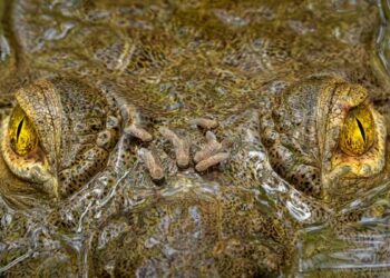 Crocodilo é flagrado sendo atacado por moscas em fotografia premiada