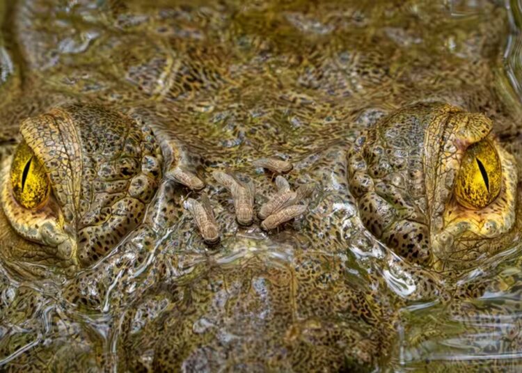 Crocodilo é flagrado sendo atacado por moscas em fotografia premiada