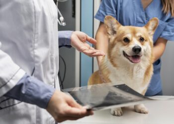 Descubra exames e cuidados mais comuns que os pets podem precisar