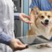 Descubra exames e cuidados mais comuns que os pets podem precisar