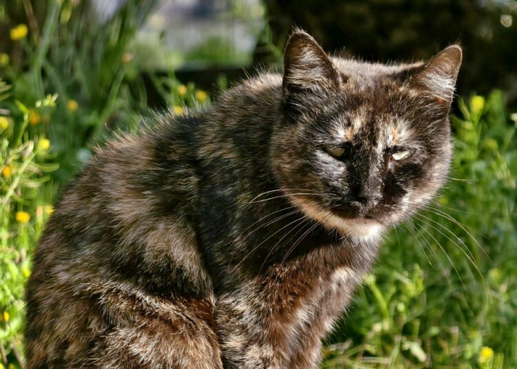 É verdade que os gatos conseguem sentir energias negativas? Entenda