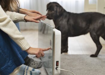 Energia elétrica e pets: como prevenir riscos e agir em emergências