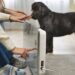 Energia elétrica e pets: como prevenir riscos e agir em emergências