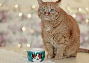 Hora do chá! 8 ervas que os pets podem consumir e seus benefícios