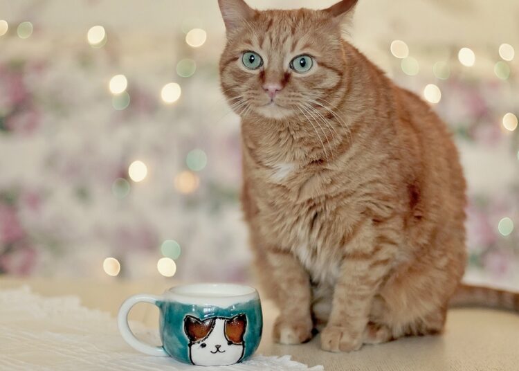 Hora do chá! 8 ervas que os pets podem consumir e seus benefícios