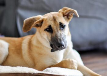 Lei que torna cachorro caramelo símbolo de SP fortalece a causa animal