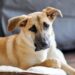 Lei que torna cachorro caramelo símbolo de SP fortalece a causa animal