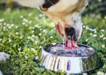 Mantenha seu pet hidratado! Saiba a quantidade ideal de água por dia