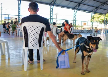 No momento, você está visualizando Maracanaú inicia 2026 com o primeiro mutirão de castração de cães e gatos