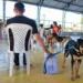 No momento, você está visualizando Maracanaú inicia 2026 com o primeiro mutirão de castração de cães e gatos