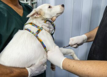 No momento, você está visualizando Maracanaú inicia 2026 com oferta de serviços veterinários gratuitos para cães e gatos
