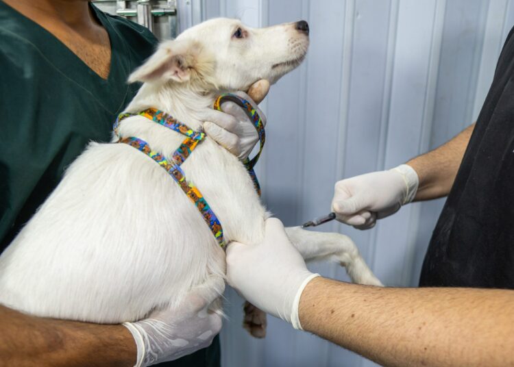 No momento, você está visualizando Maracanaú inicia 2026 com oferta de serviços veterinários gratuitos para cães e gatos