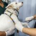 No momento, você está visualizando Maracanaú inicia 2026 com oferta de serviços veterinários gratuitos para cães e gatos