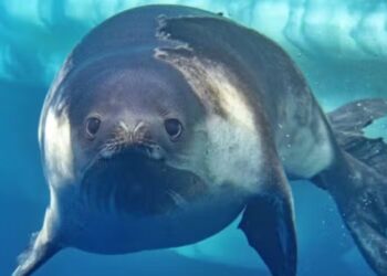 Menor e mais rara espécie de foca é vista pela primeira vez no mar