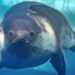 Menor e mais rara espécie de foca é vista pela primeira vez no mar