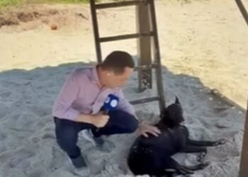 Micael, irmão do cão Orelha, é flagrado entristecido após perda