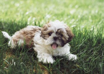 Mulher gasta R$ 260 mil para seu clonar cachorro morto e se arrepende